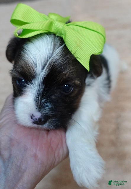 Yorkshire Terrier dogs Eli parti - Ad 32