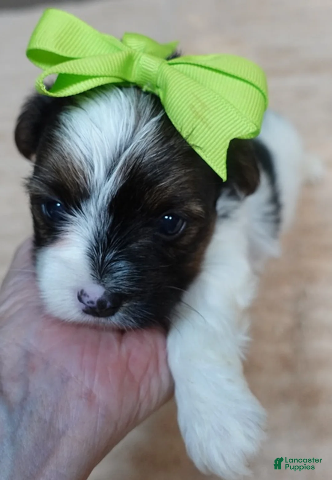 Yorkshire Terrier dogs for sale: Eli parti - Ad 1