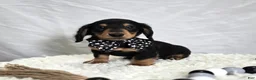Miniature Dachshund dogs for sale: Tinker - Ad 3