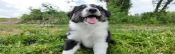 Australian Shepherd dogs for sale: Carolina - Ad 2