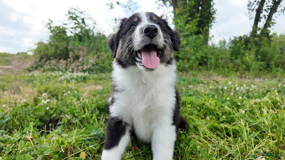 Australian Shepherd dogs for sale: Carolina - Ad 2