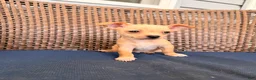 Chihuahua dogs for sale: Gordi  - Ad 3