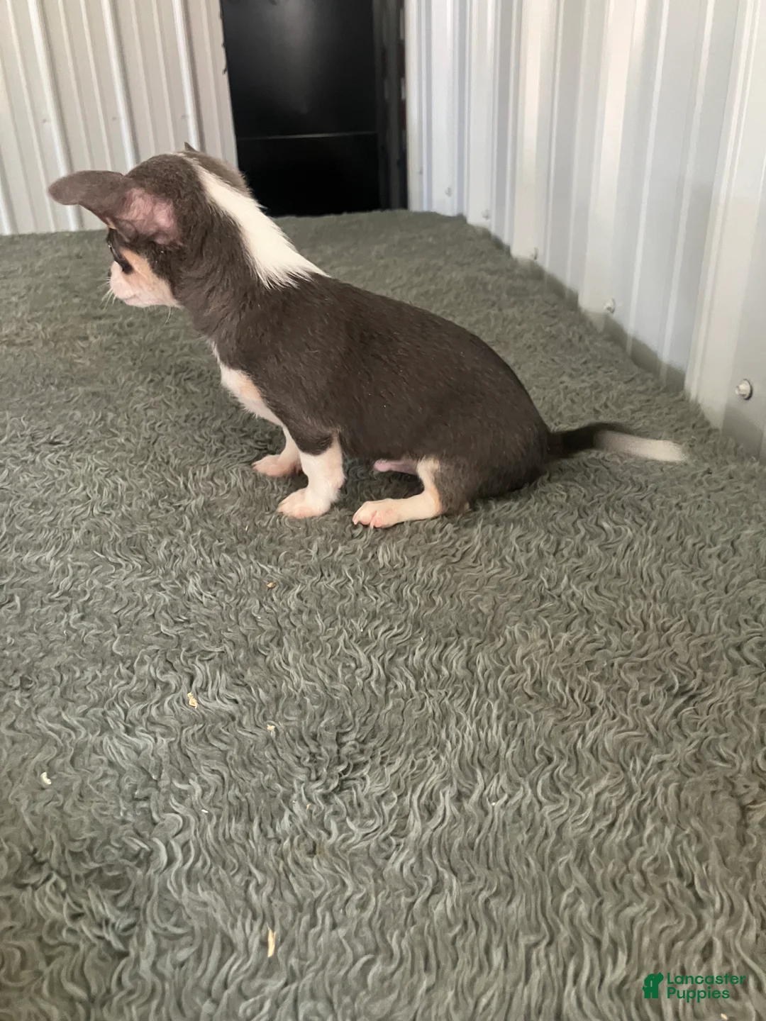 Chihuahua dogs for sale: Akc Tonner - Ad 2