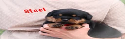 Rottweiler dogs for sale: Steel w a Long Tail  - Ad 6