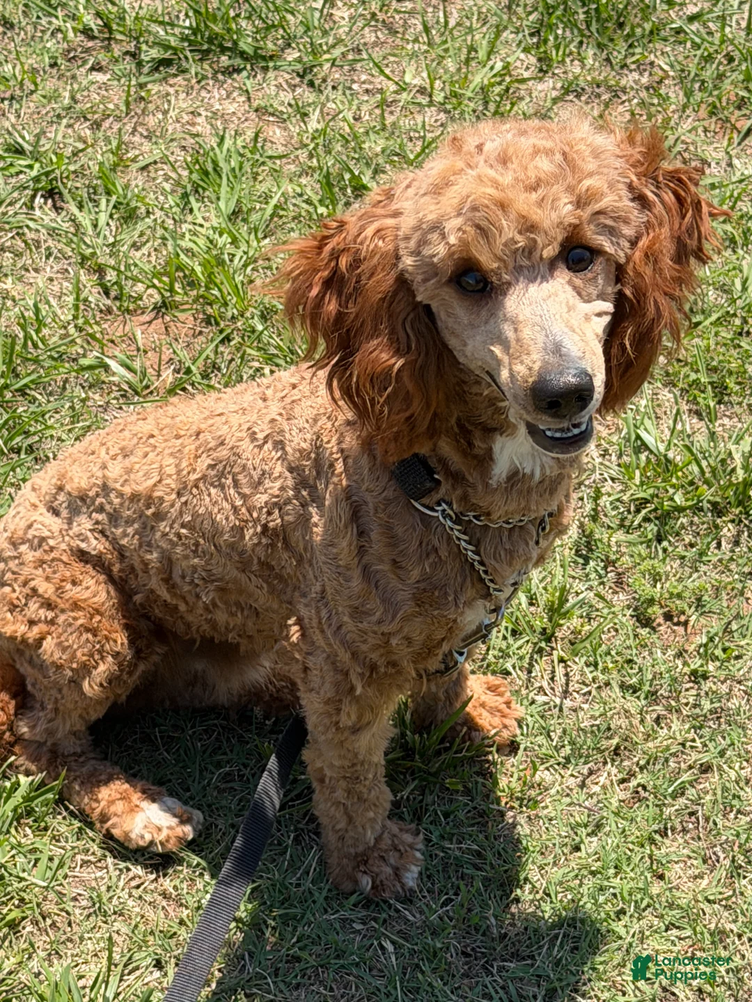 Miniature Poodle dogs for sale: Jack - Ad 10