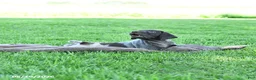 German Shorthaired Pointer dogs for sale: Rowdy - Ad 2