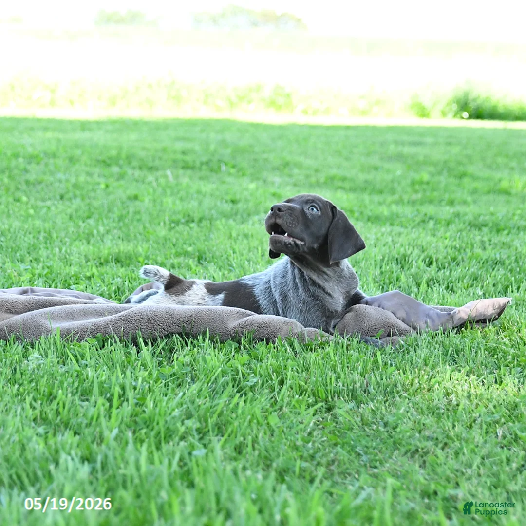 German Shorthaired Pointer dogs for sale: Rowdy - Ad 2