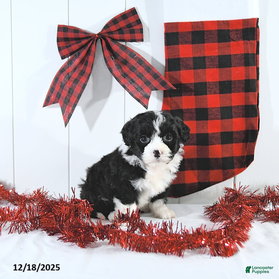 Mini Bernedoodle dogs for sale: Sam EXTRA SMALL - Ad 5