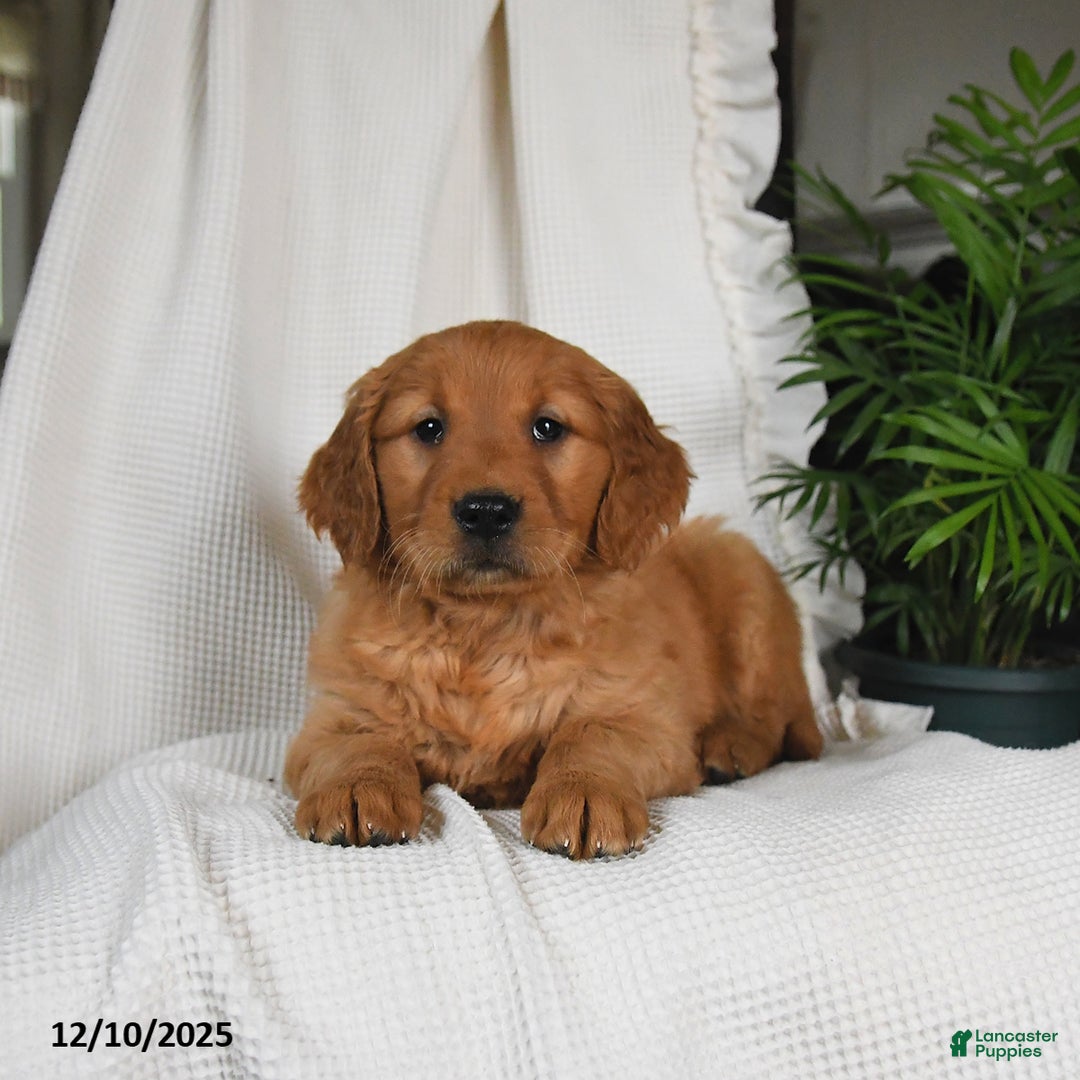 Golden Retriever dogs for sale: Remy - Ad 3