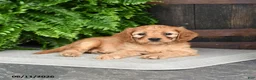 Cavapoo dogs for sale: Iris - Ad 3