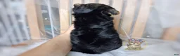 Morkie dogs for sale: Korean Tala - Ad 2