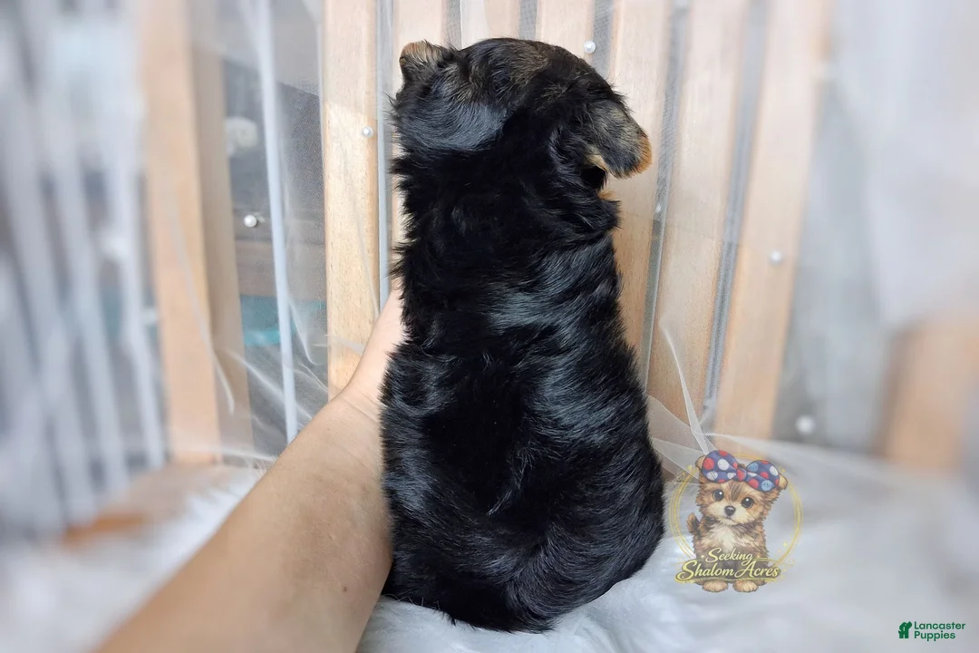 Morkie dogs for sale: Korean Tala - Ad 2