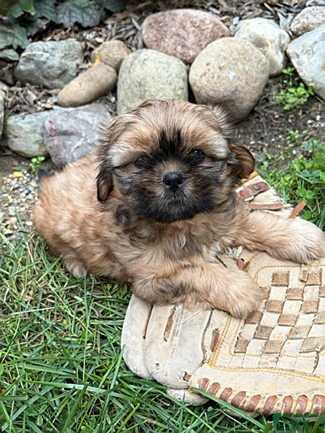 Shih Tzu dogs for sale: Carrli - Ad 1