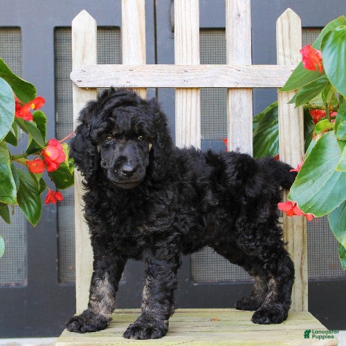 Standard Poodle dogs Mack - Ad 27