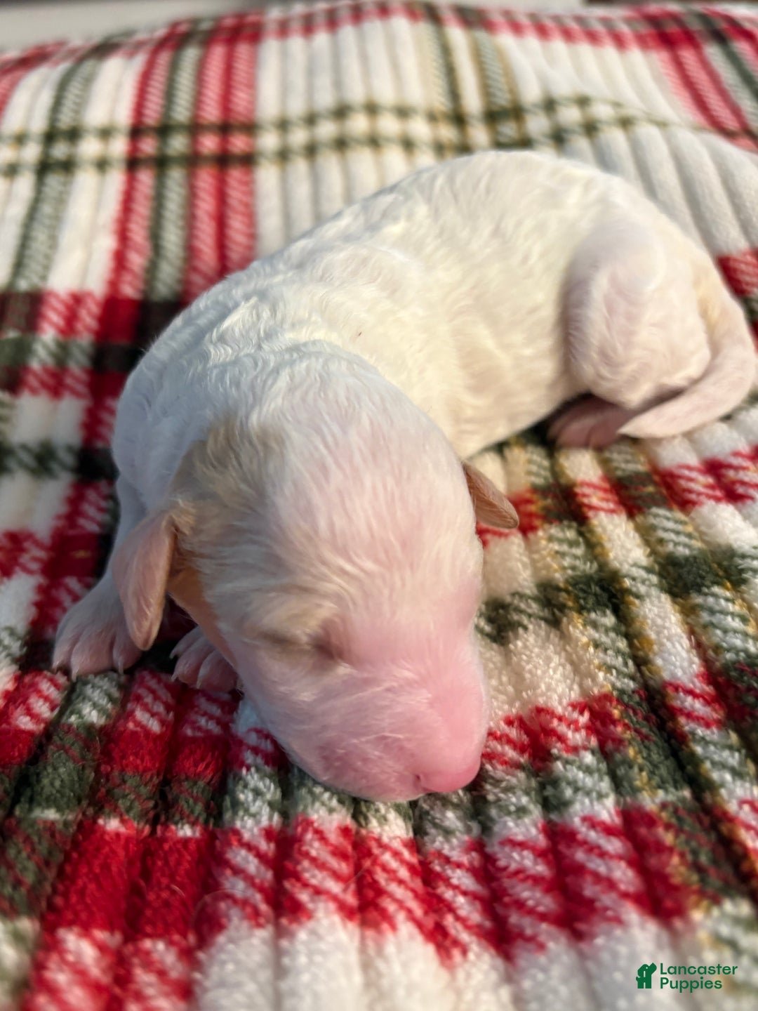 Mixed Breed dogs for sale: puppy 3 - Ad 1