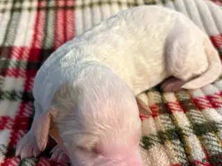 Mixed Breed dogs puppy 3 - Ad 21