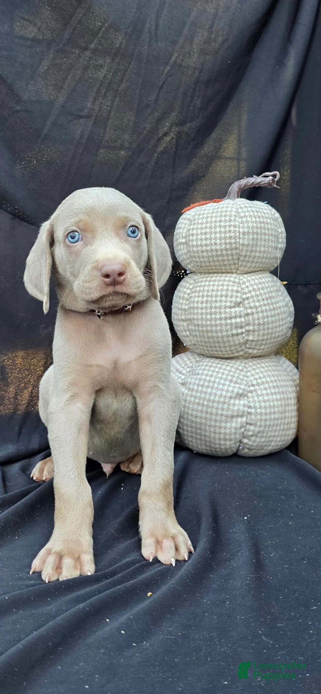 Weimaraner dogs for sale: Cash - Ad 3
