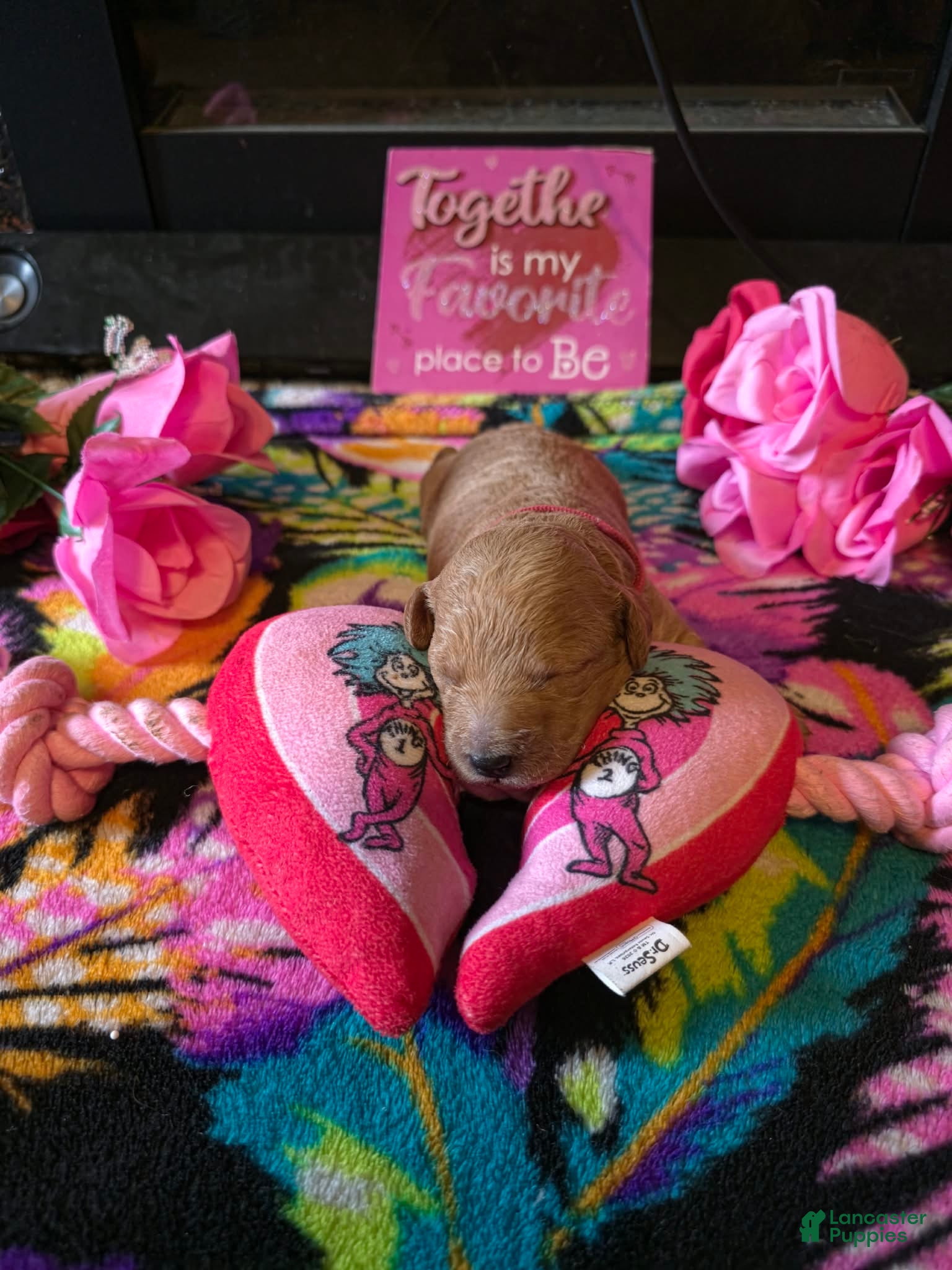 Mini Goldendoodle dogs daisy  - Ad 1
