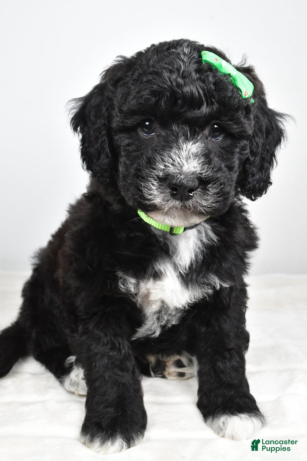 Mini Goldendoodle dogs for sale: Ace - Ad 9