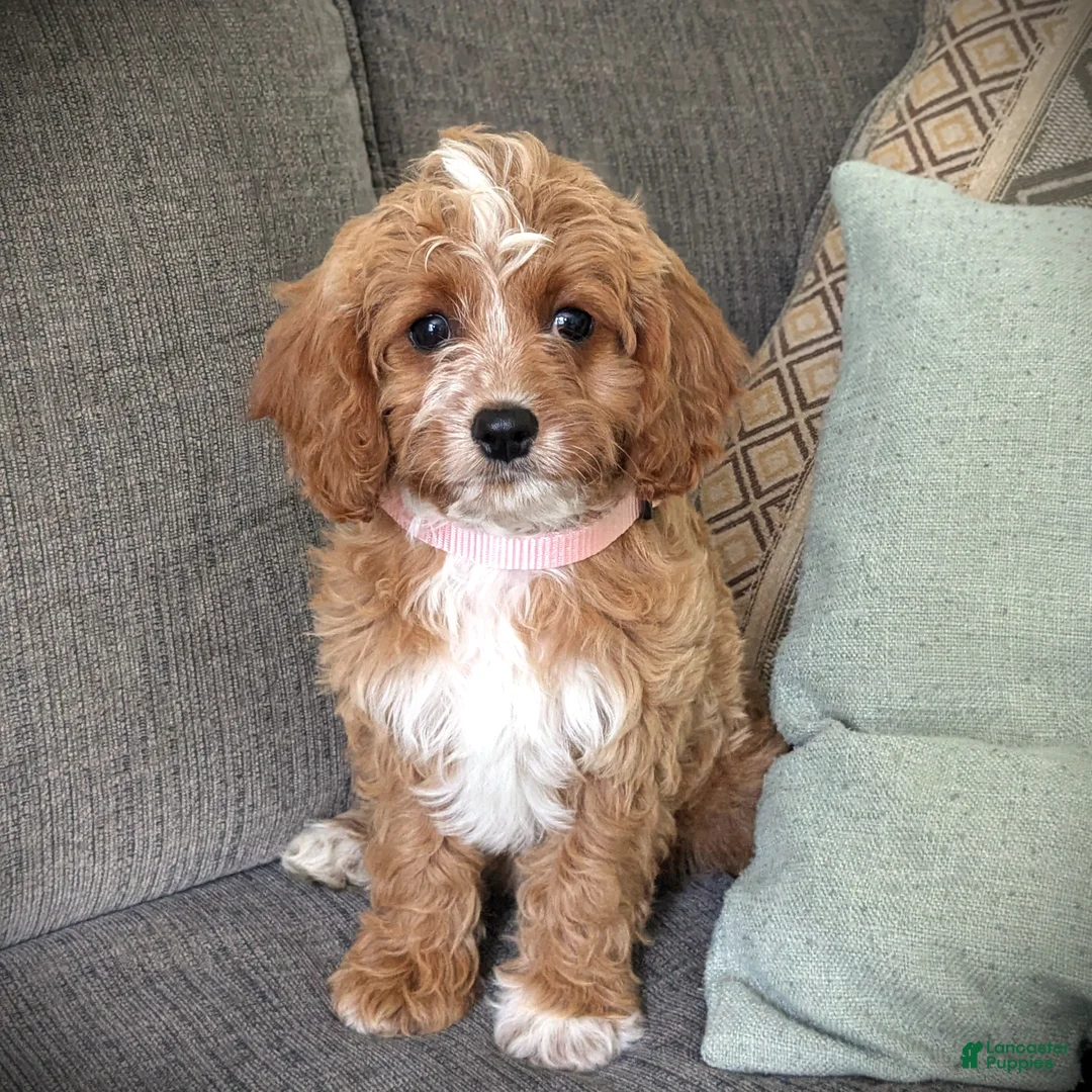 Cavapoo dogs for sale: Sunshine - Ad 1