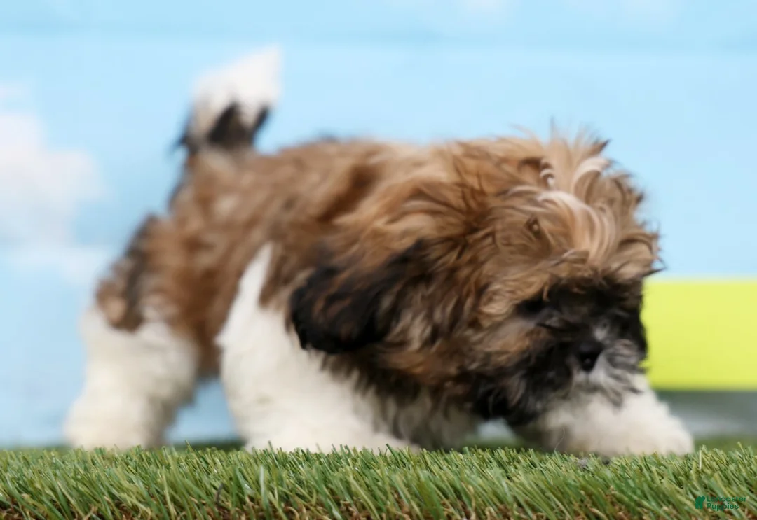 Shih Tzu dogs for sale: Sammy - Ad 5
