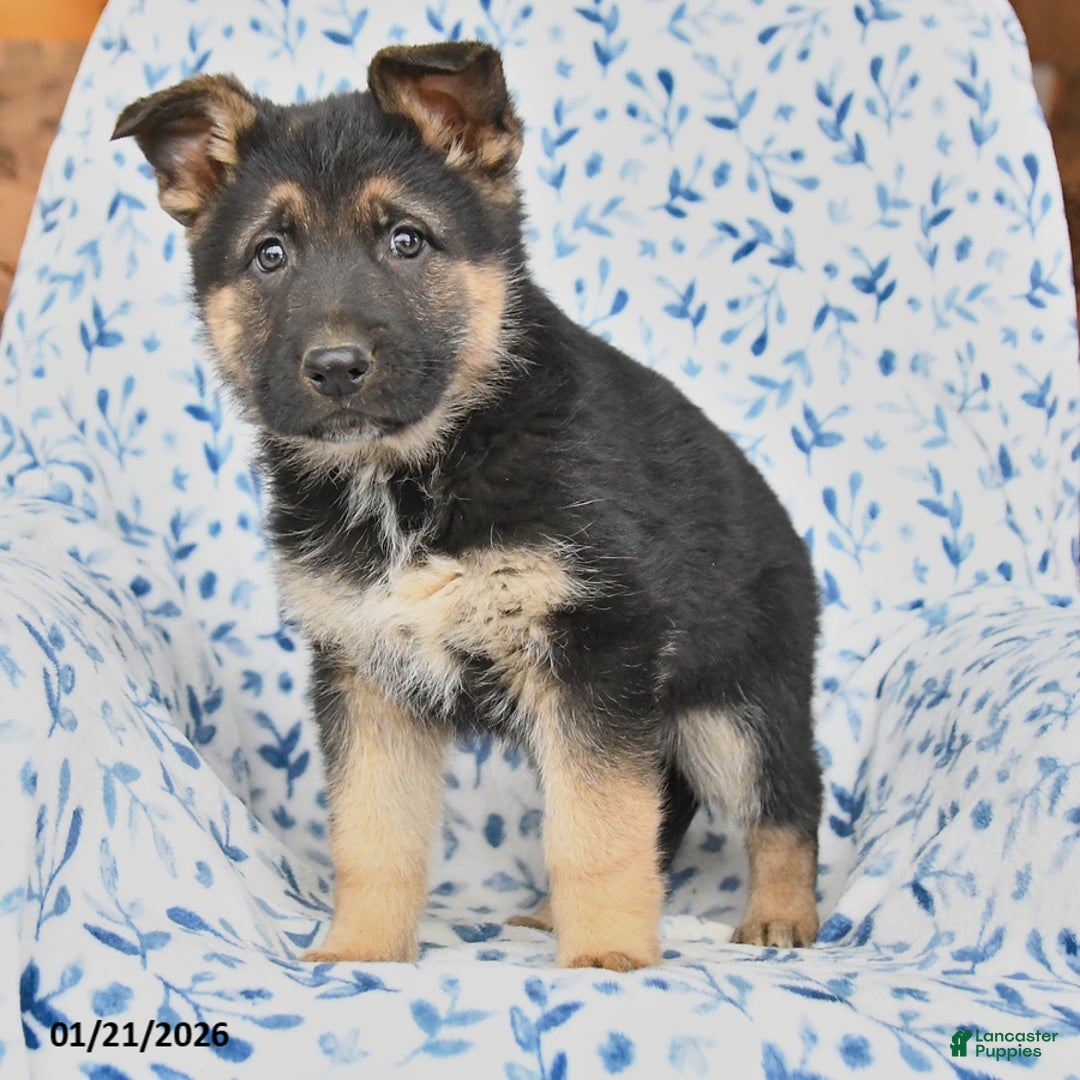 German Shepherd dogs for sale: Lucky - Ad 4