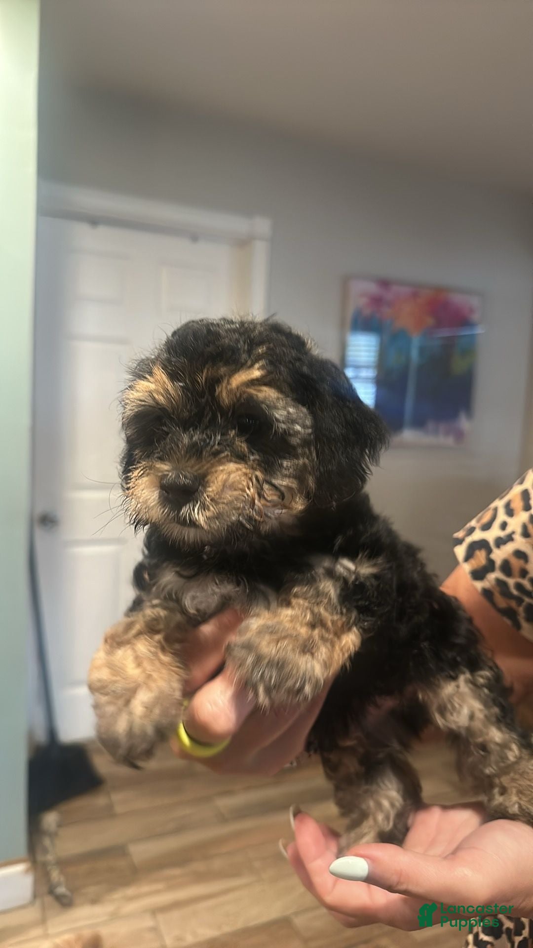 Mixed Breed dogs Male - Ad 1