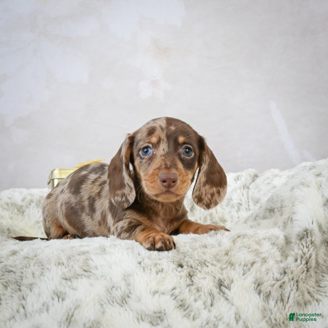 Miniature Dachshund dogs for sale: Elenore - Ad 9