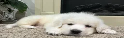 Great Pyrenees dogs for sale: Great Pyrenees 1 - Ad 4