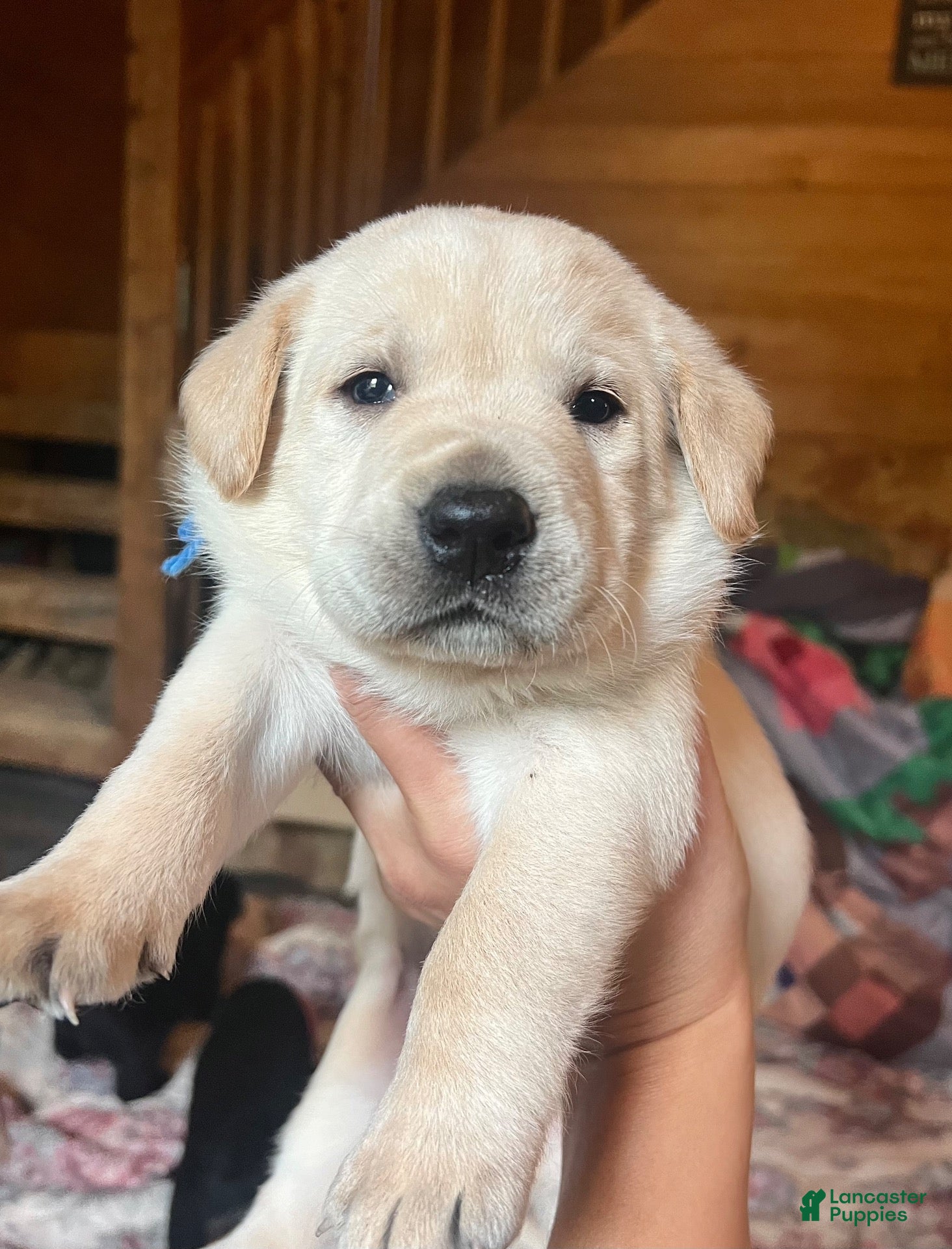 Labrador Retriever dogs Aaron - Ad 23