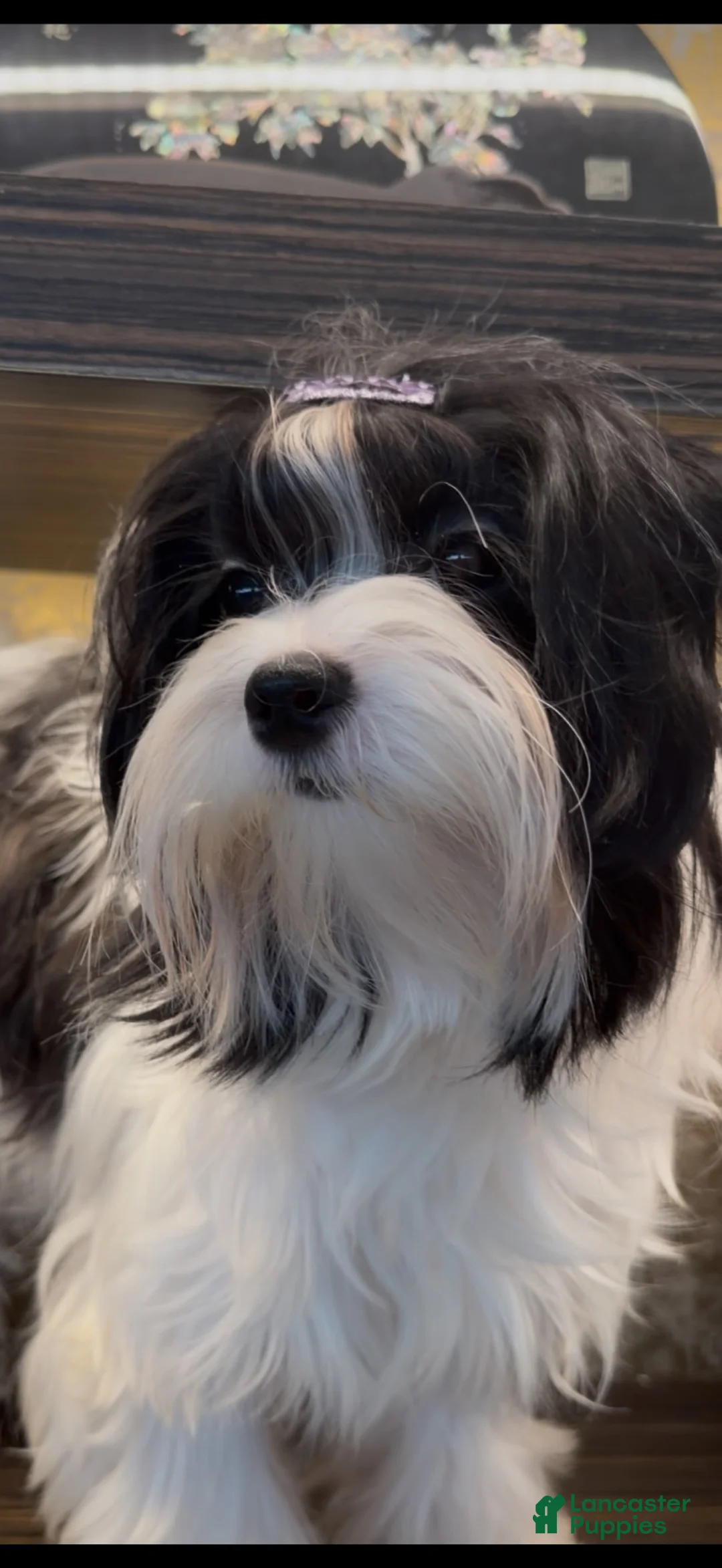 Morkie dogs for sale: Helen - Ad 6