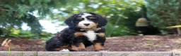 Mini Bernedoodle dogs for sale: Teddy - Ad 5
