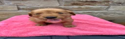 Golden Retriever dogs for sale: Golden Retriever 6 - Ad 2
