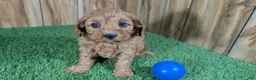Cavapoo dogs for sale: LaRae's Boy - Ad 3