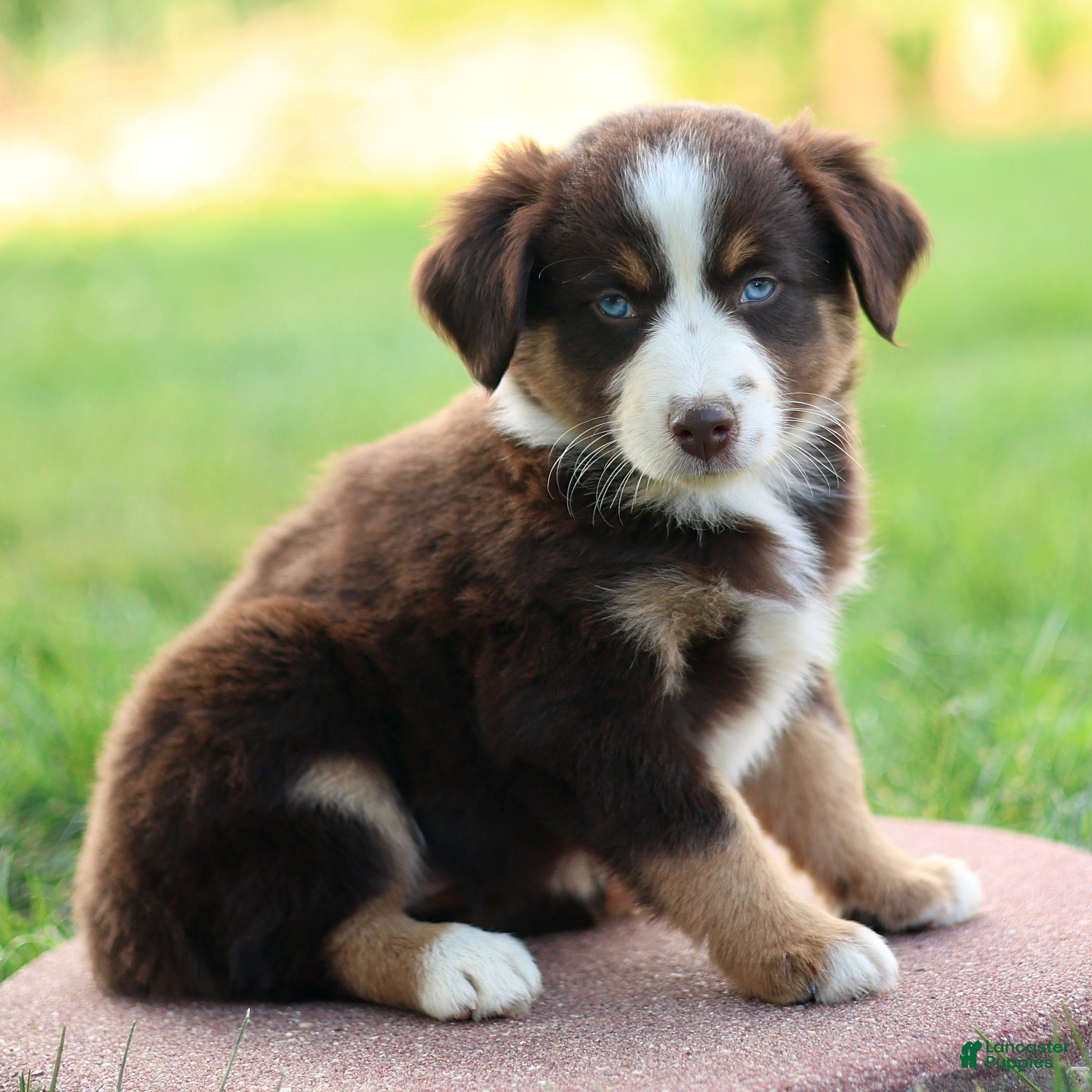 Miniature Australian Shepherd dogs Jewel - Ad 2