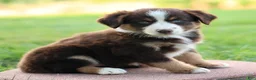 Miniature Australian Shepherd dogs for sale: Jewel - Ad 2