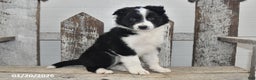 Border Collie dogs for sale: Captian - Ad 3