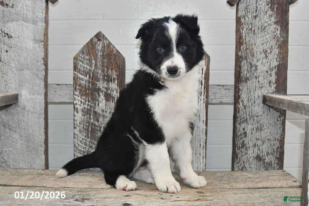 Border Collie dogs for sale: Captian - Ad 3