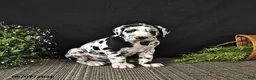 Great Dane dogs for sale: Easton - Ad 3