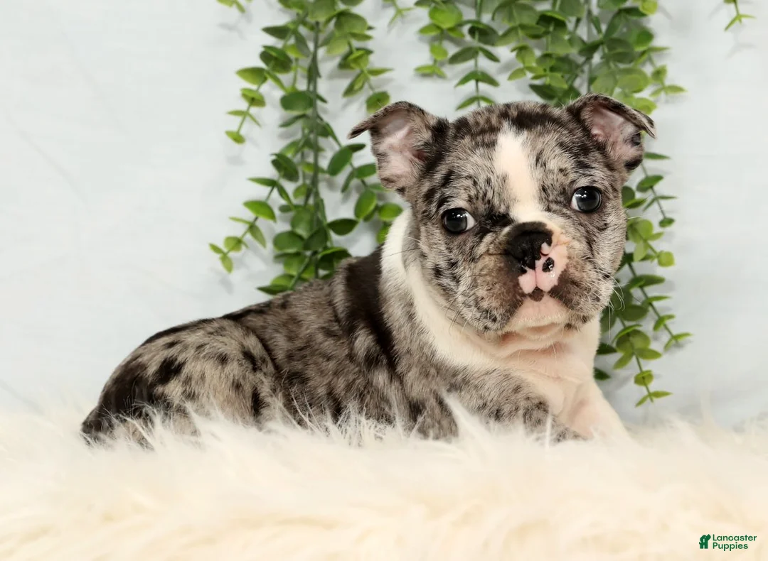 Frenchton dogs for sale: Tayo - Ad 2