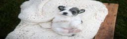 Miniature Schnauzer dogs for sale: Magnolia Miniature Schnauzer - Ad 4