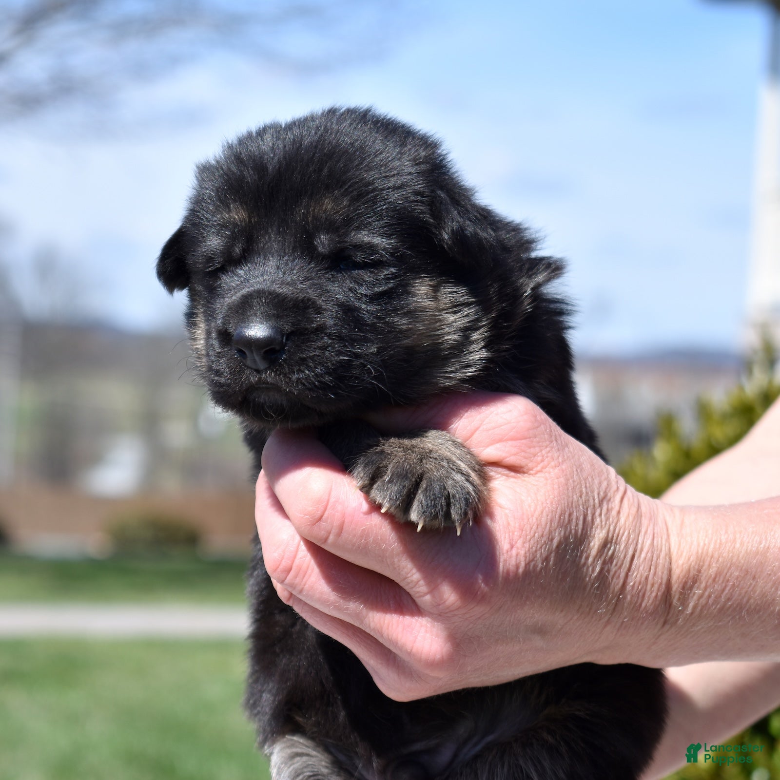 German Shepherd dogs Thor - Ad 1