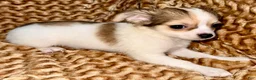 Chihuahua dogs for sale: Cookie - Ad 6