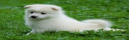 American Eskimo dogs for sale: Diamond - Ad 2
