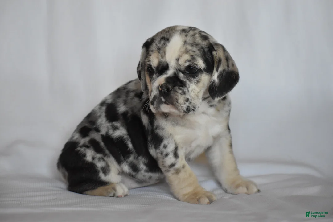 Beabull dogs for sale: Destiny - Ad 6