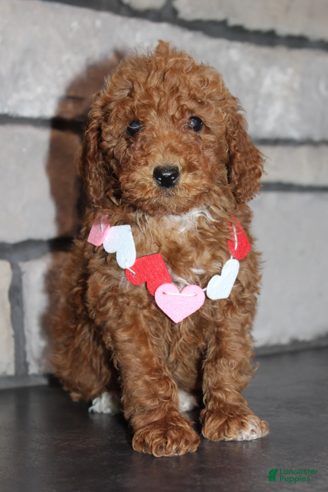 Miniature Poodle dogs for sale: AKC Piper - Ad 2