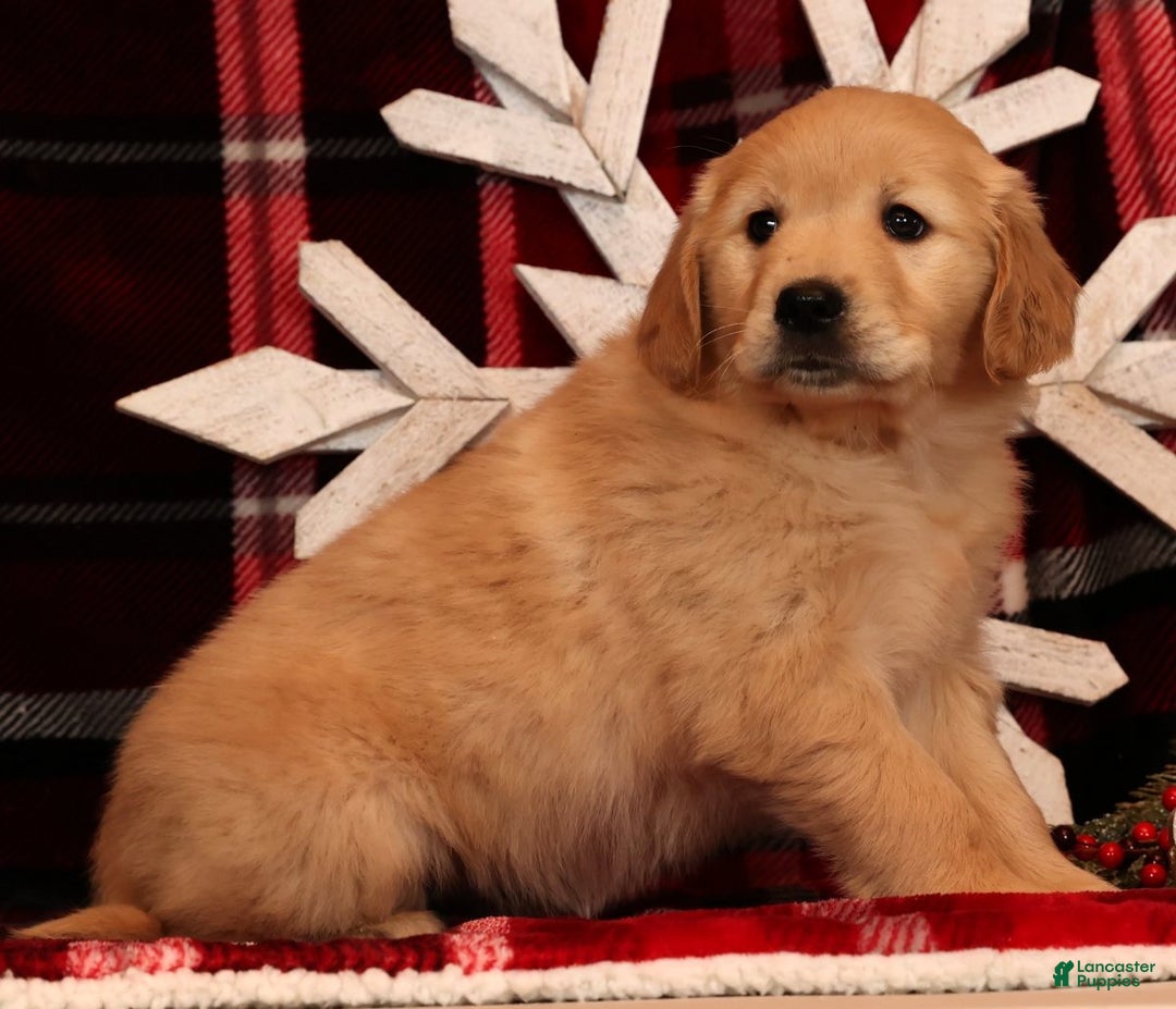 Golden Retriever dogs for sale: Crystal - Ad 5