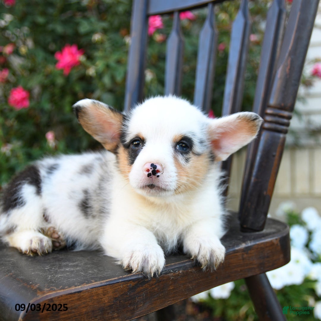 Welsh Corgi Pembroke dogs for sale: Carter - Ad 2