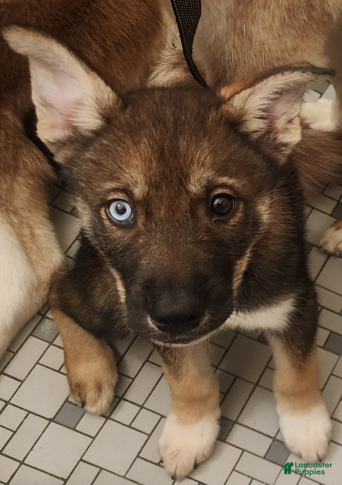 Mixed Breed dogs Iris - Ad 2