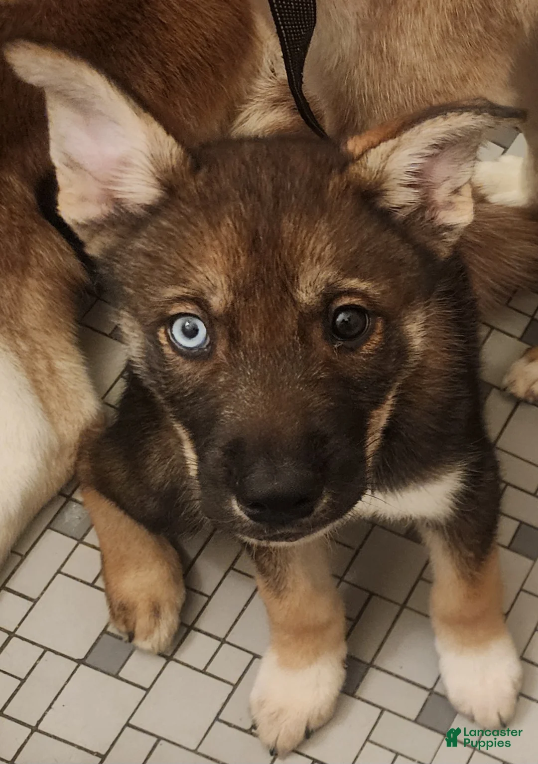 Mixed Breed dogs for sale: Iris - Ad 1